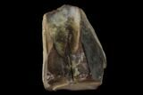 Ceratopsian Dinosaur Tooth - Judith River Formation #133450-1